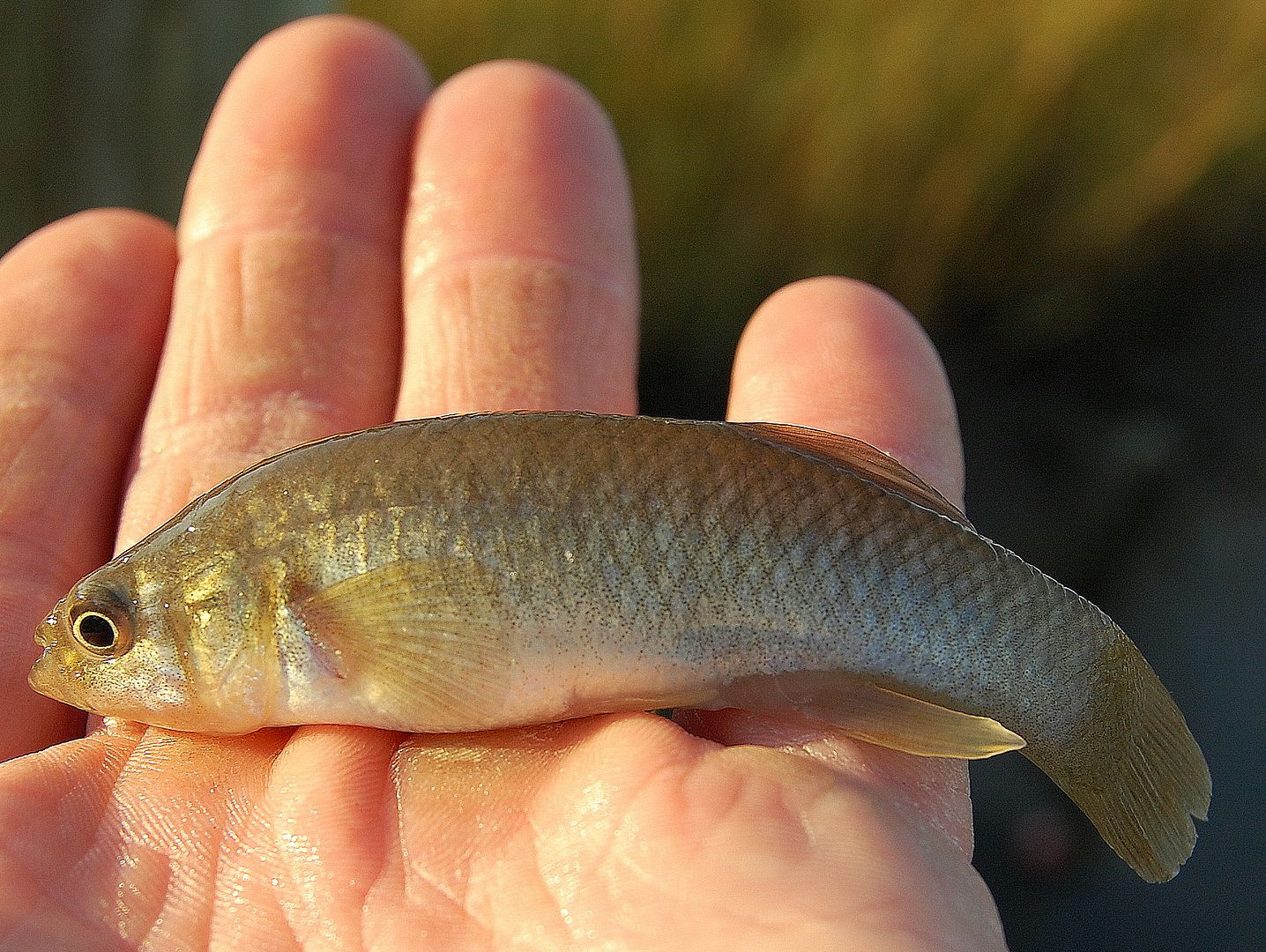 minnow.jpg