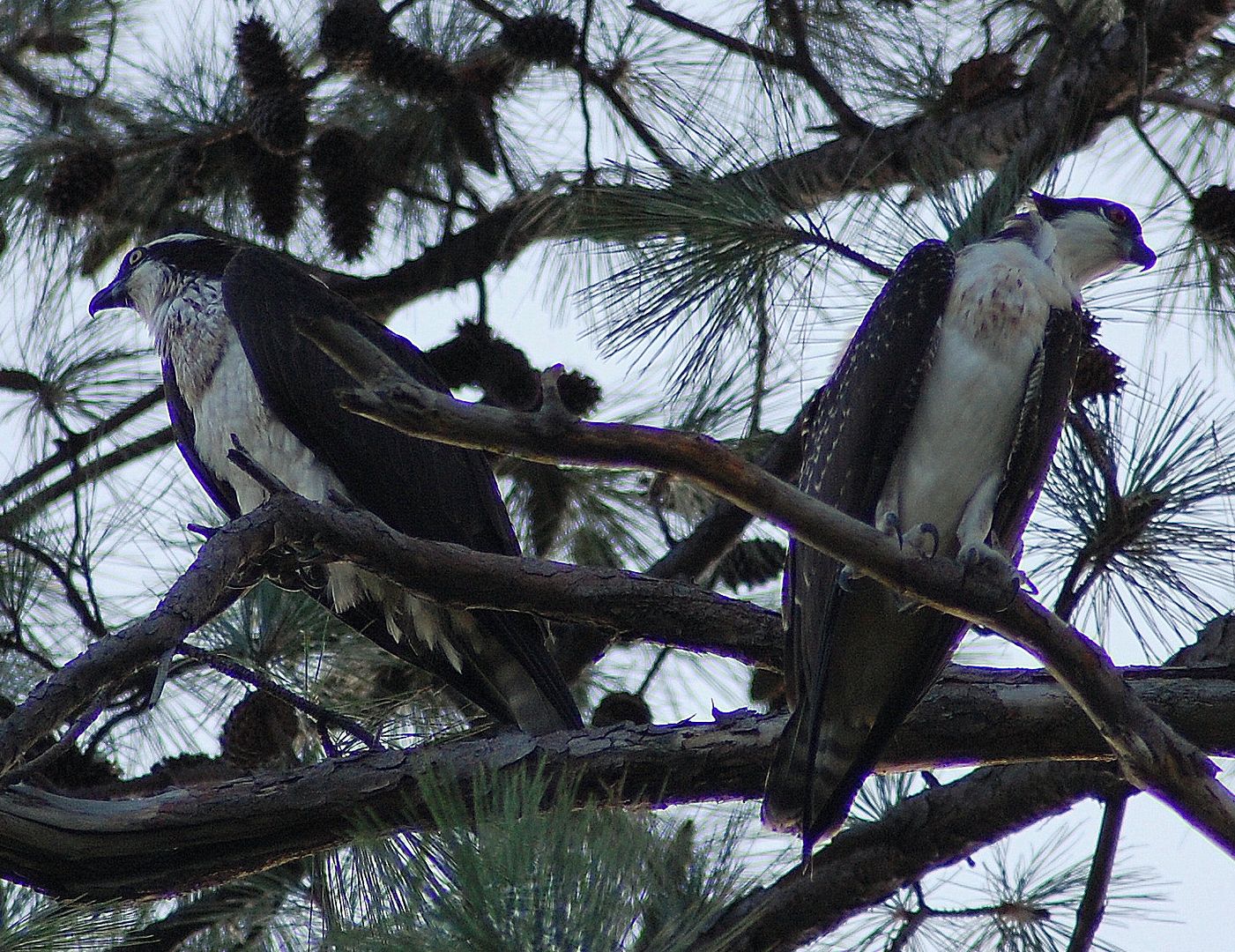 osprey-11.jpg