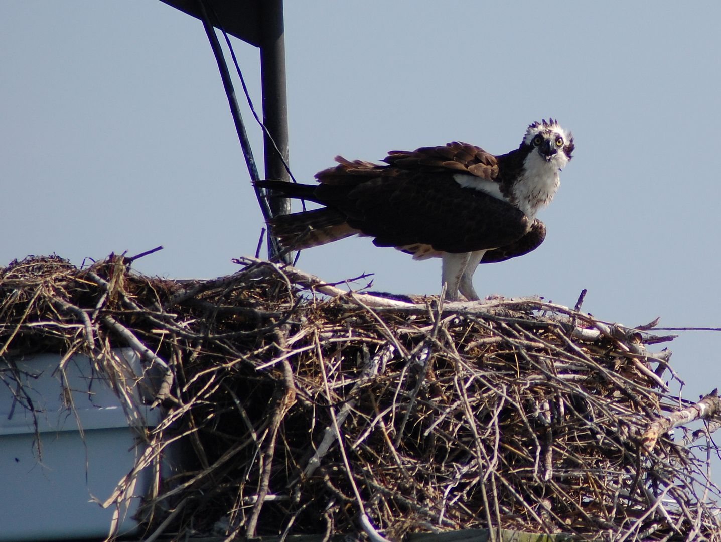 osprey-7.jpg