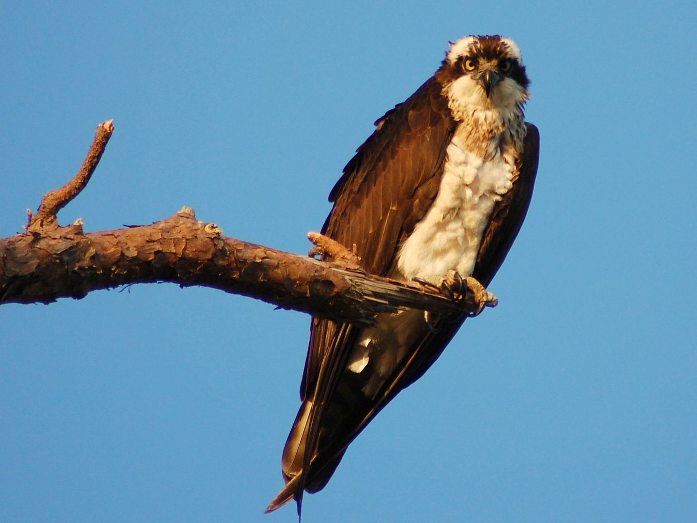 [Image: osprey.jpg]