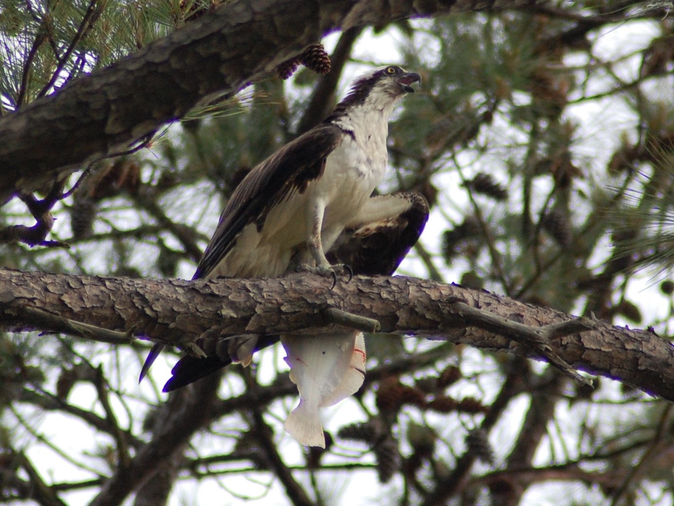 osprey2-4.jpg