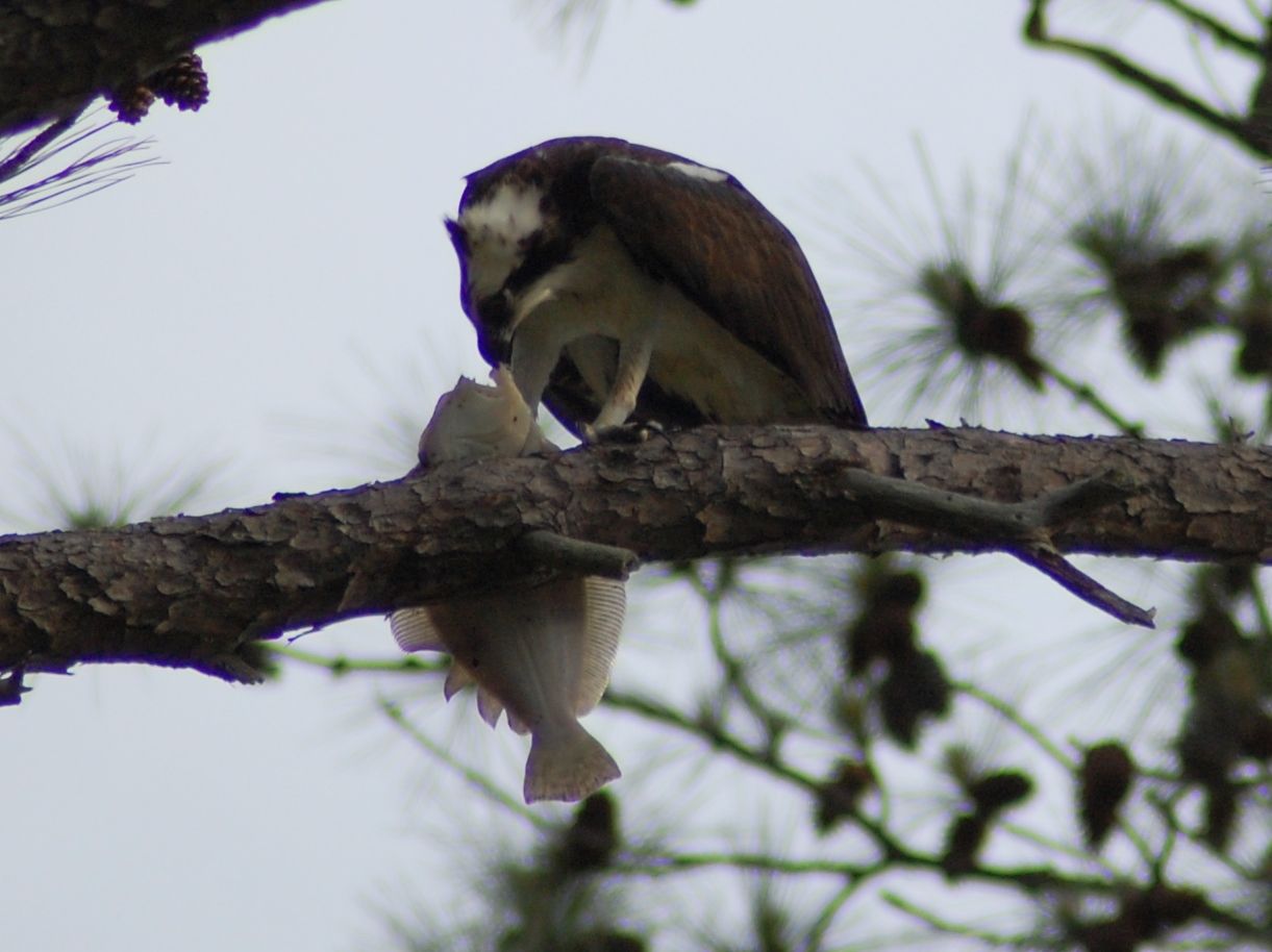 osprey3-1.jpg