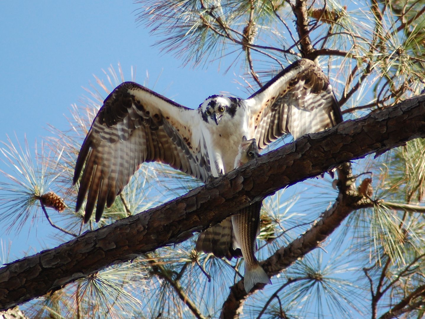 osprey5-2.jpg