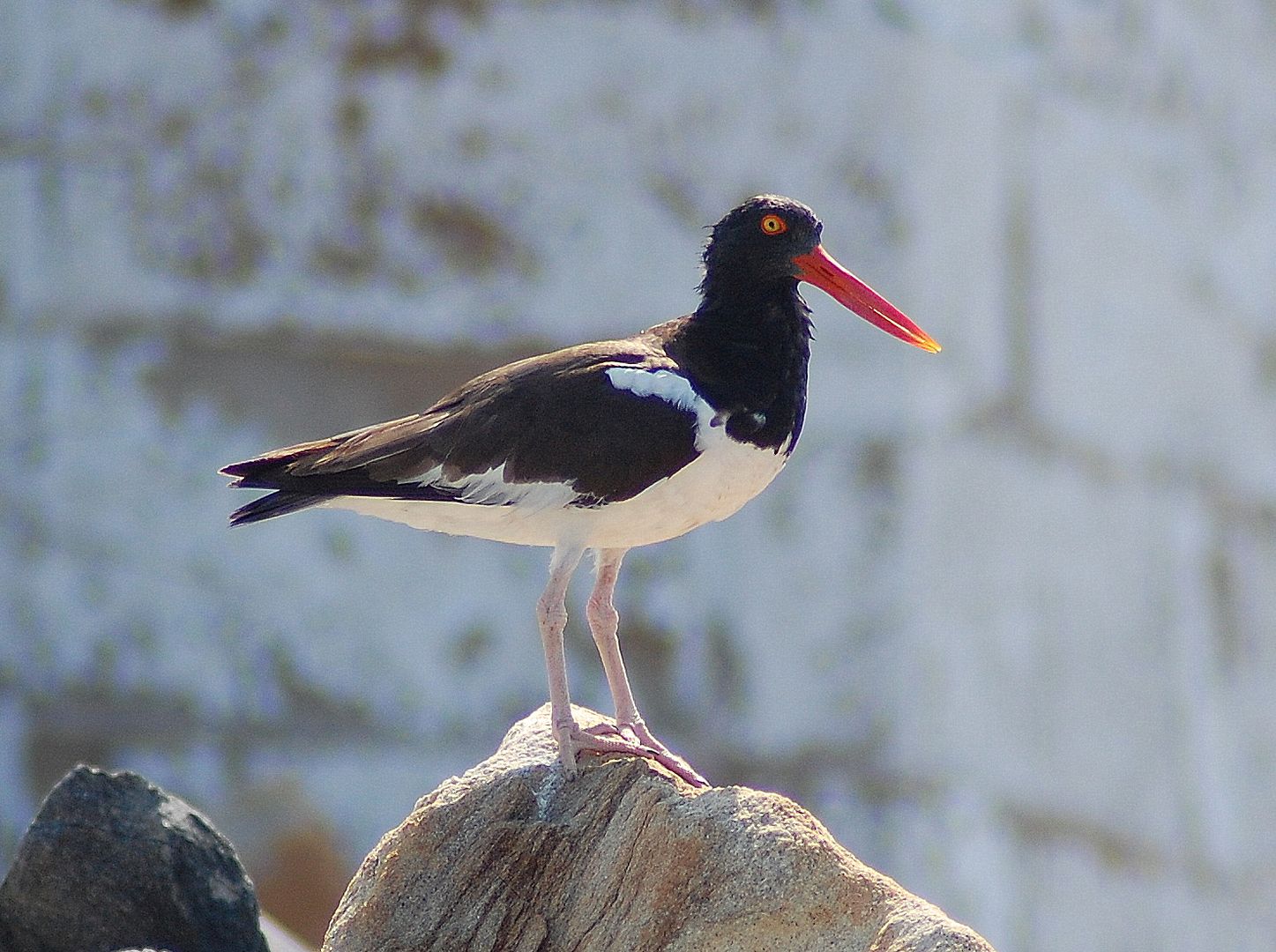 oystercatcher-3.jpg