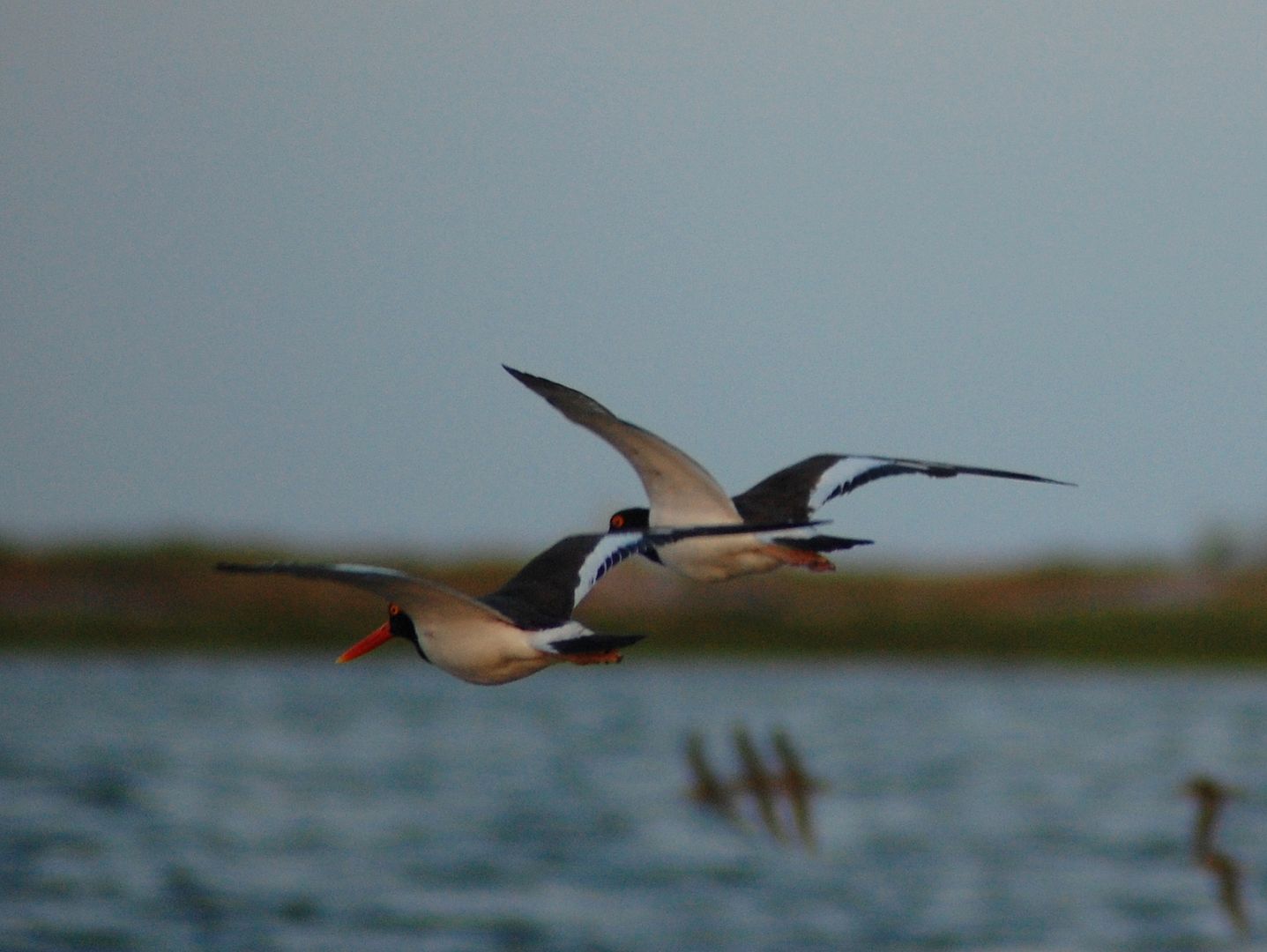 oystercatchers-2.jpg