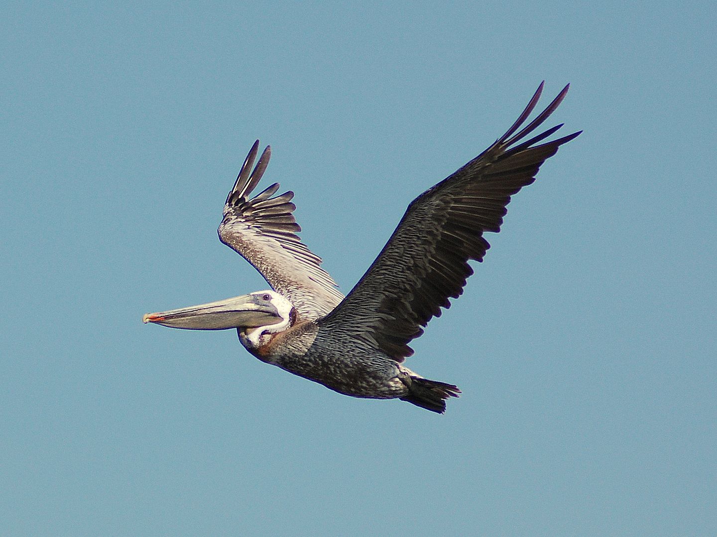 pelican-4.jpg