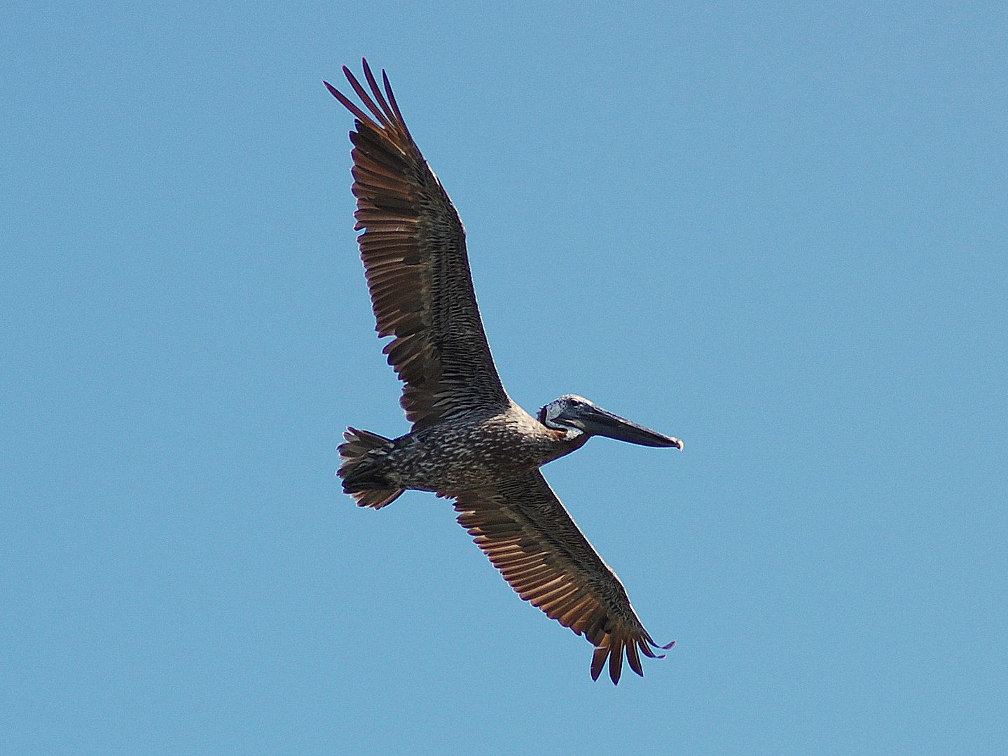 pelican2-1.jpg