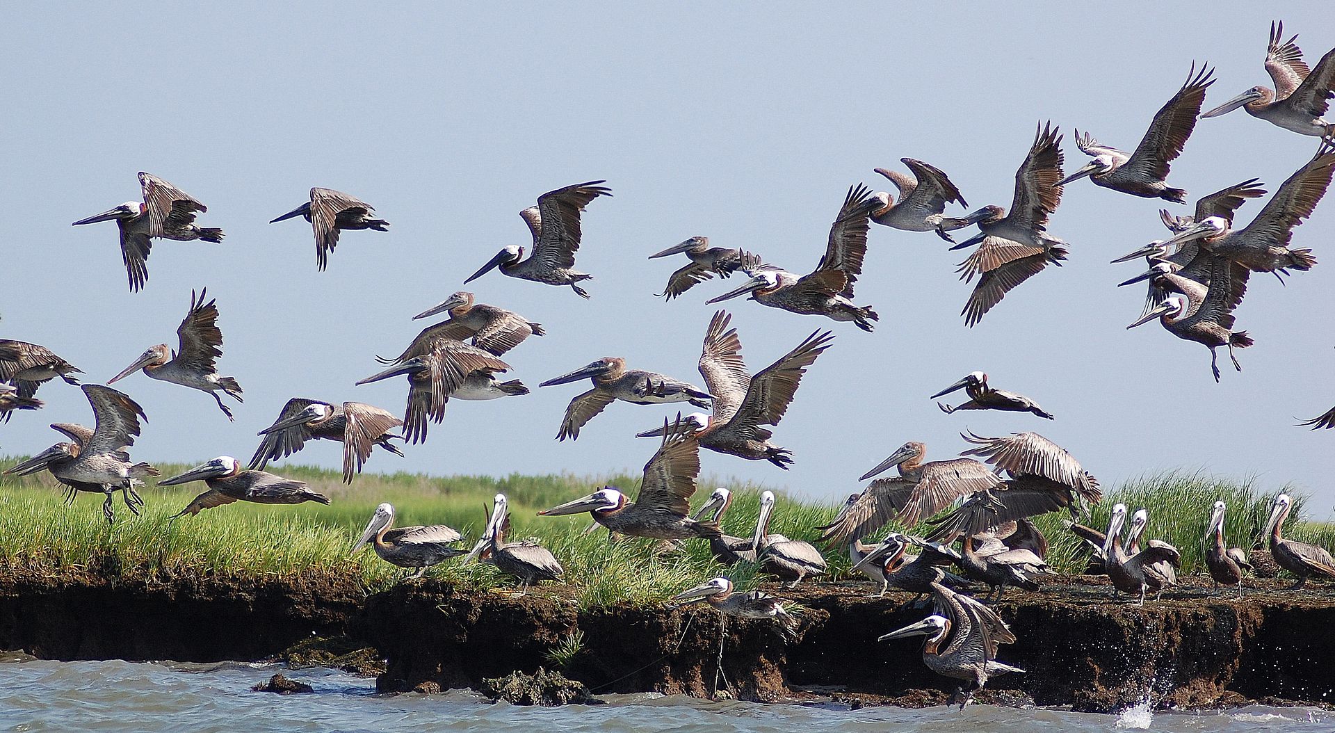 pelicans-2.jpg