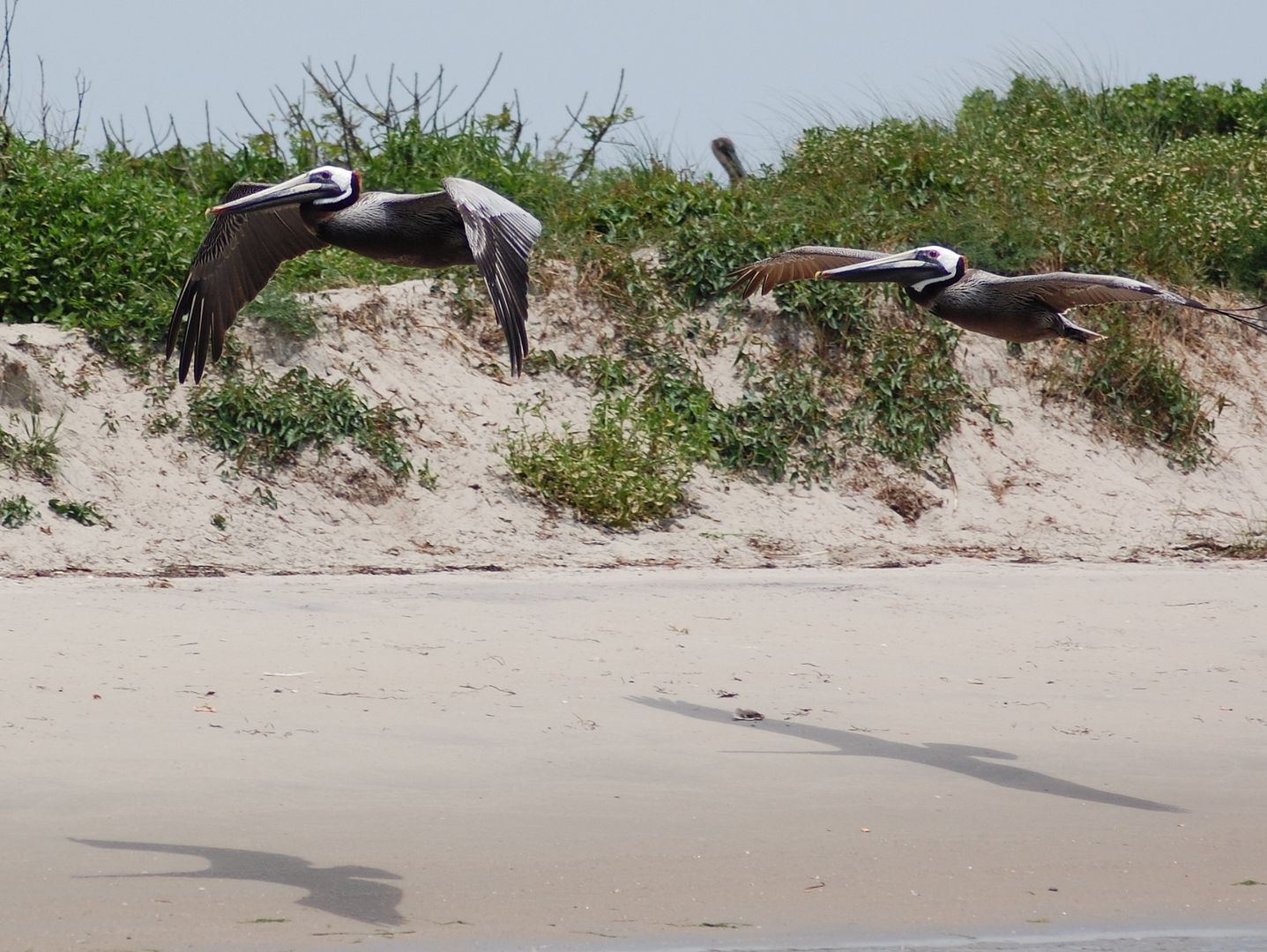 pelicans.jpg