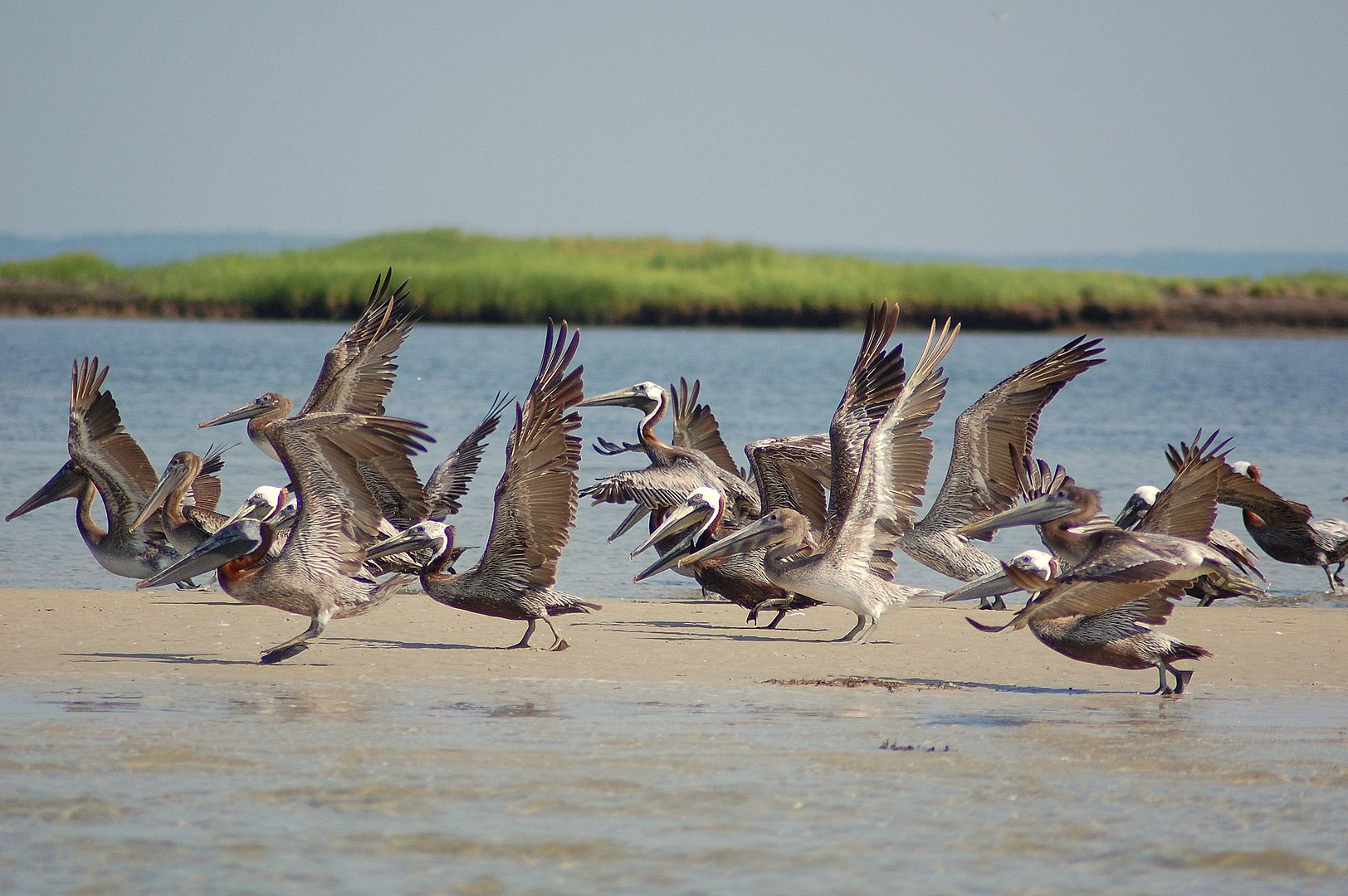 pelicans2.jpg
