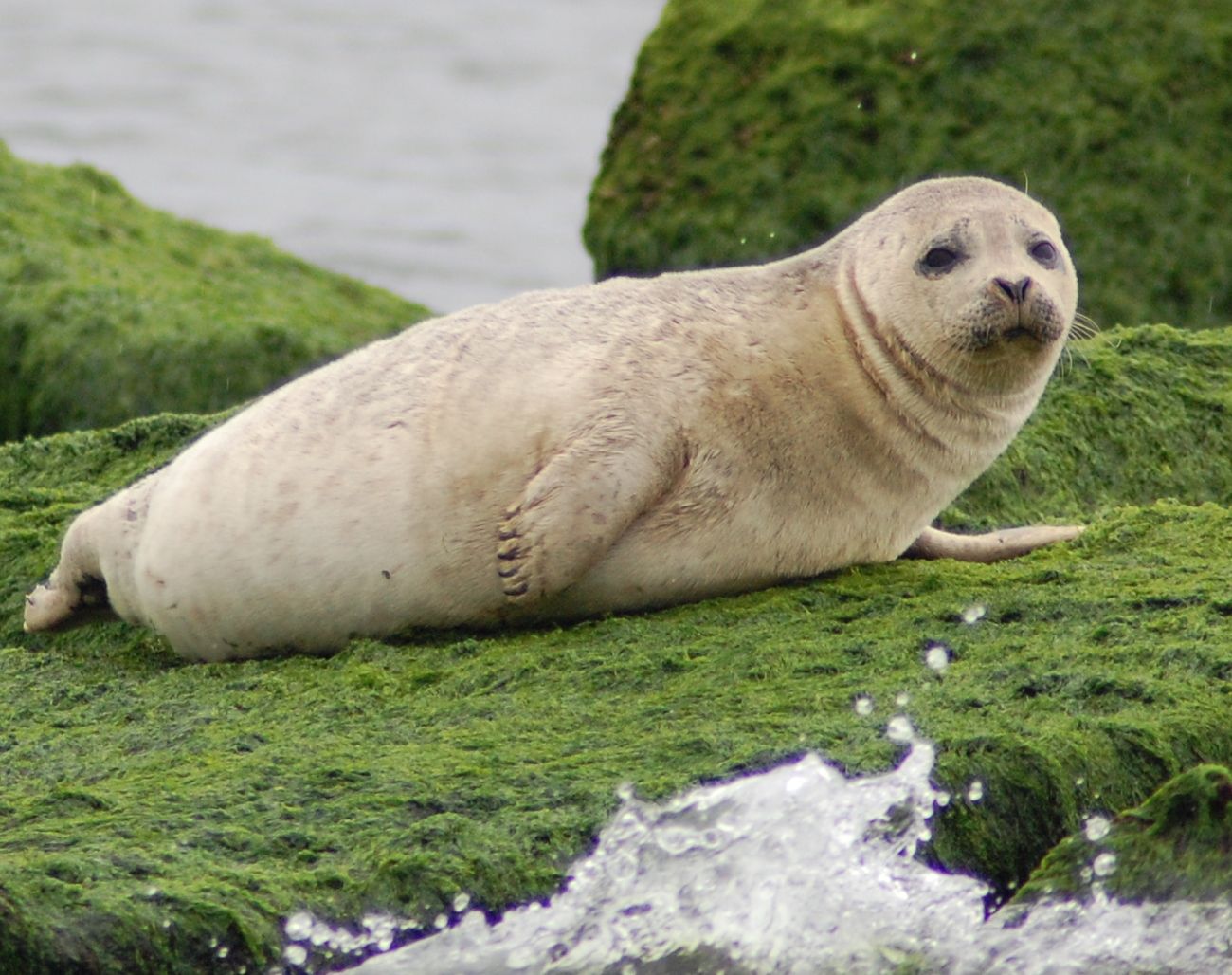 [Image: seal3.jpg]