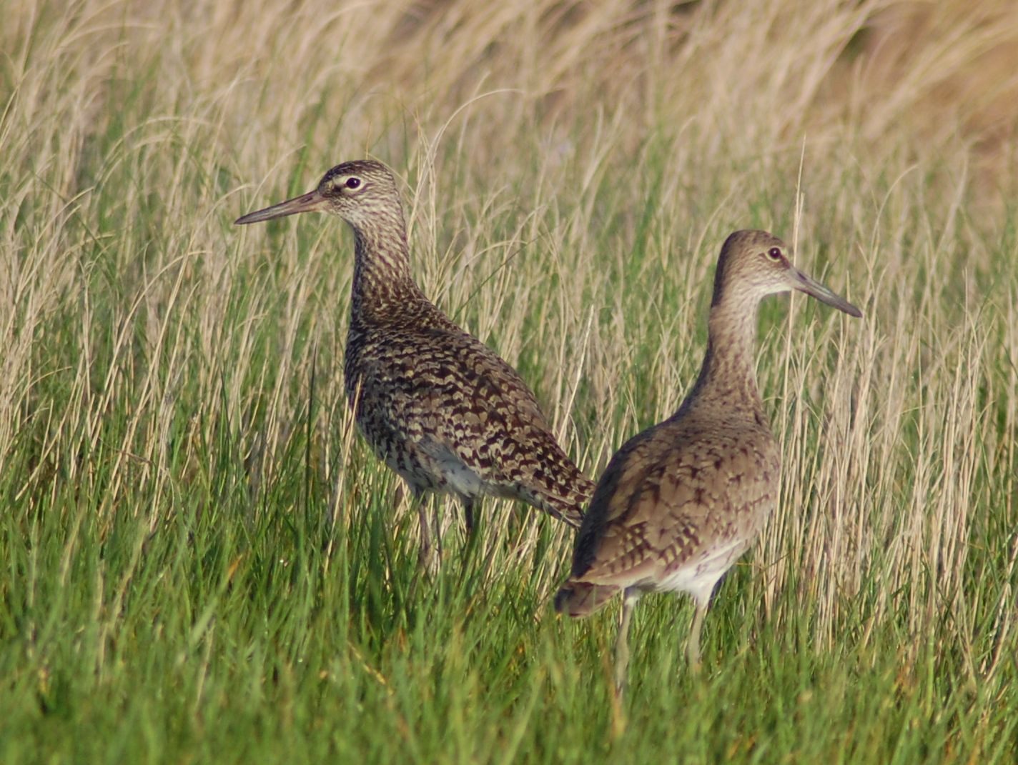 willets2.jpg