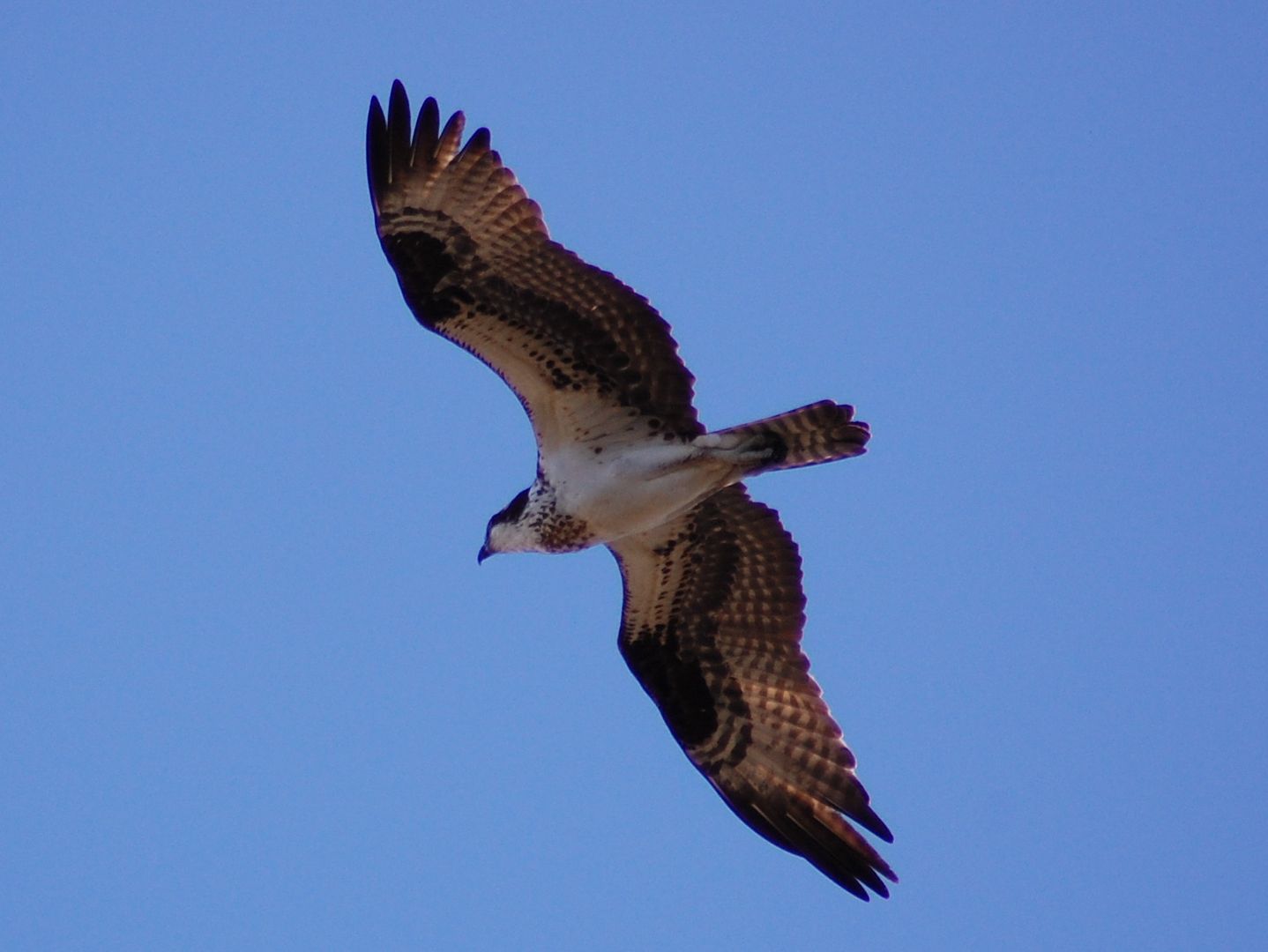 [Image: osprey-7.jpg]