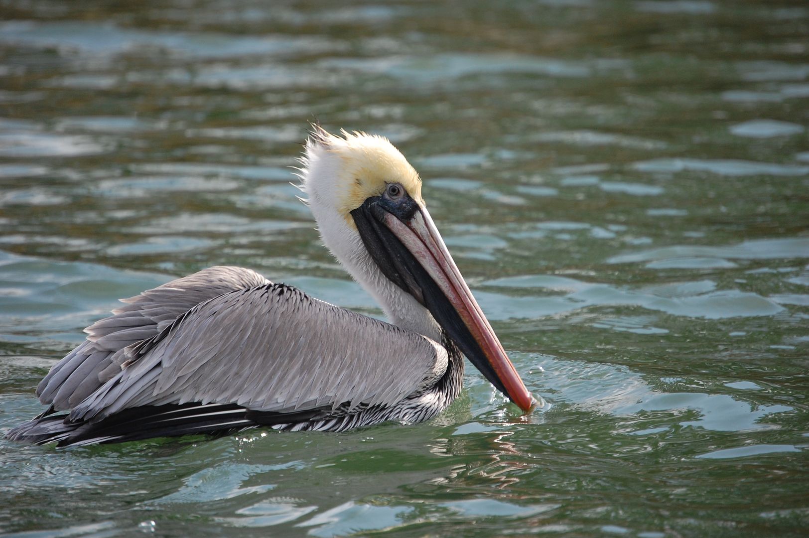 [Image: pelican09.jpg]