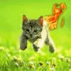KittenFire.jpg