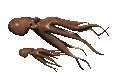 Squid.gif