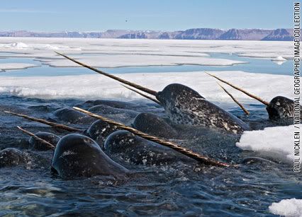 narwhals_closeup.jpg