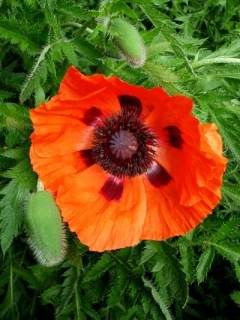 oriental-poppy.jpg