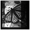 ButterflyIcon.png