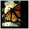 ButterflyIcon1.png