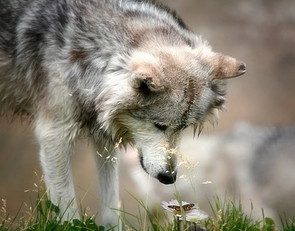 butterfly-and-wolf.jpg