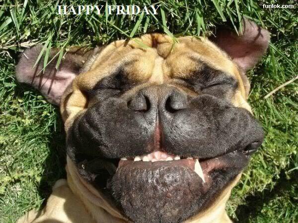 Happy Friday Dog Pictures, Images and Photos