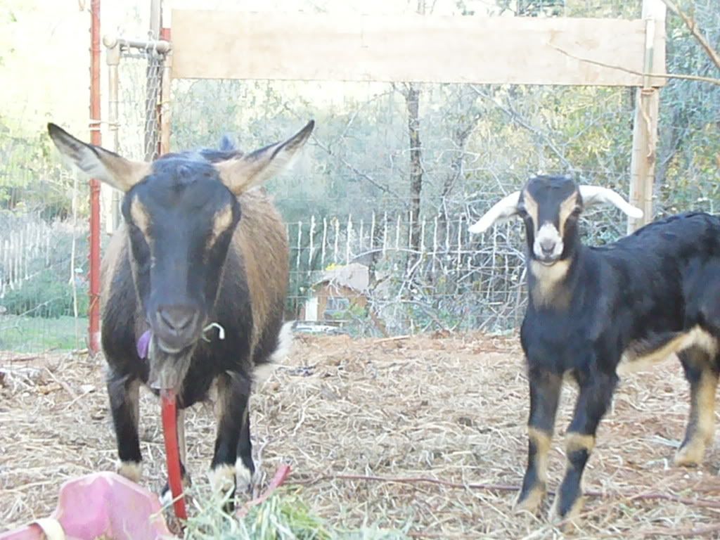 I got another new goat.... - Goats