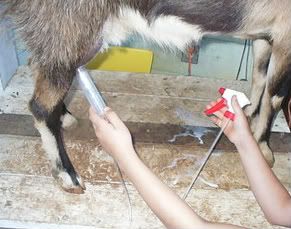 pics of home made suction milker (smilker) - Goats