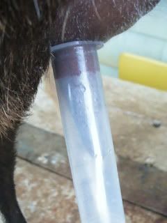 pics of home made suction milker (smilker) - Goats