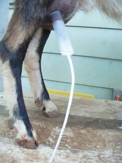 pics of home made suction milker (smilker) - Goats