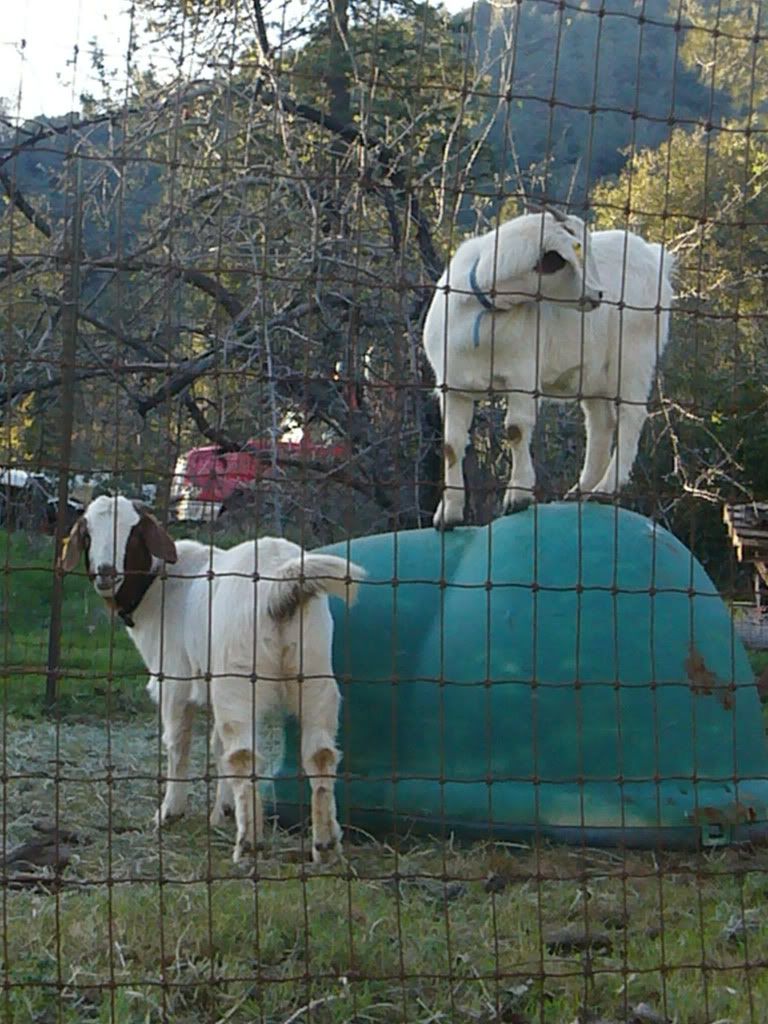 here are my kids - Goats