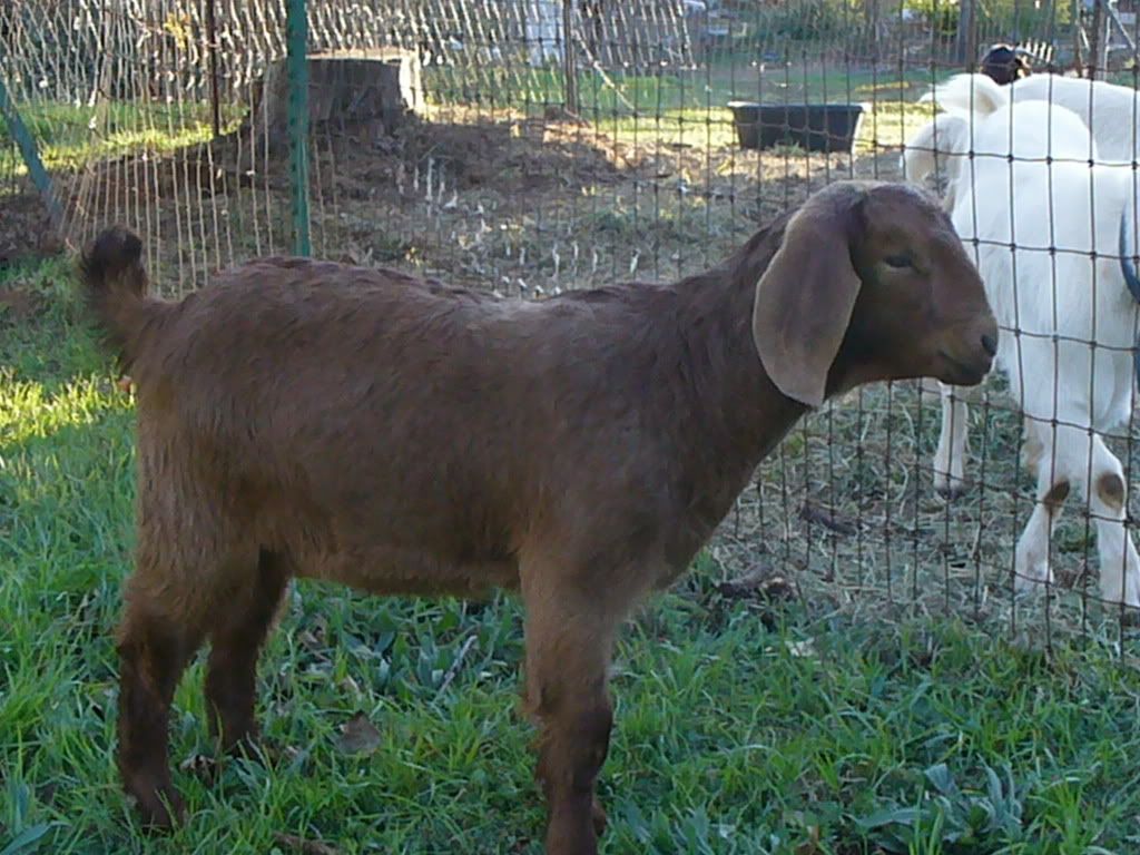 here are my kids - Goats