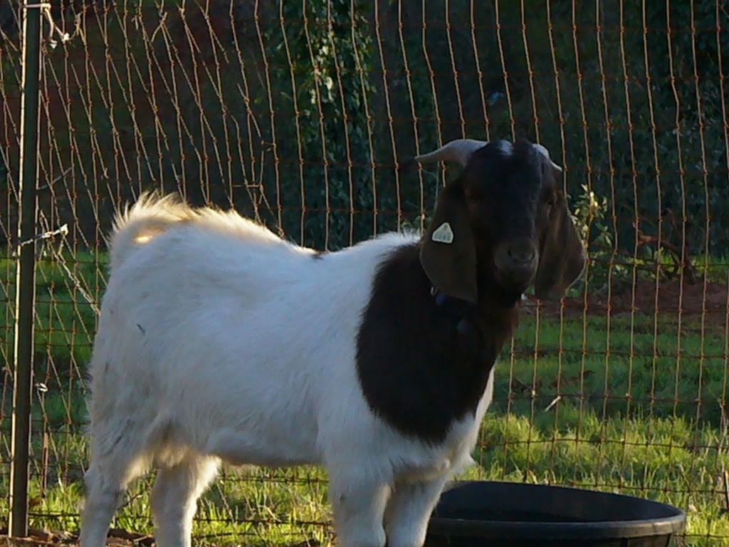 here are my kids - Goats