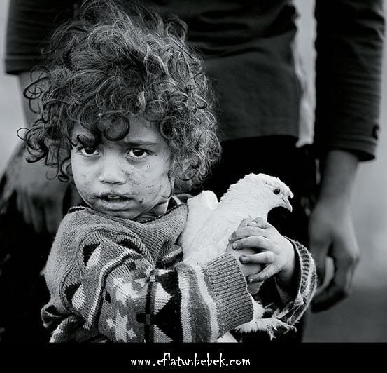 eflatun bebek guvercin sokakcocugu
