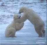 white bears Pictures, Images and Photos