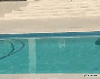  photo cat_escapes_dog_by_surfing_across_the_swimming_pool_zpsda779671.gif
