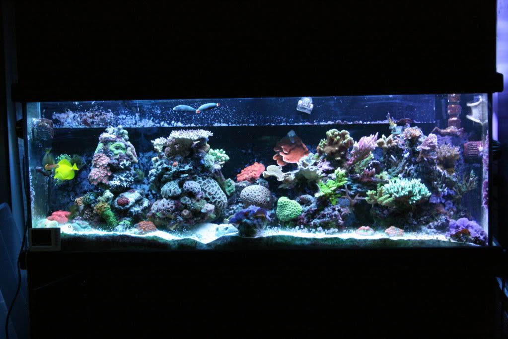 IMG 3499 - Esta's not so mini reef ;)
