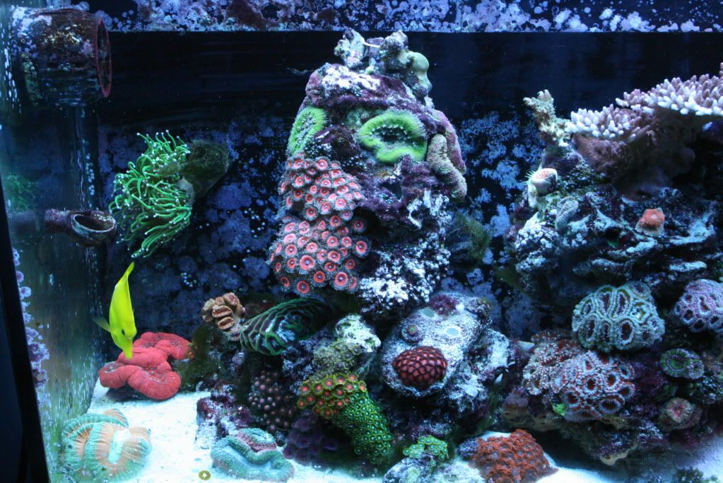 IMG 3506 - Esta's not so mini reef ;)