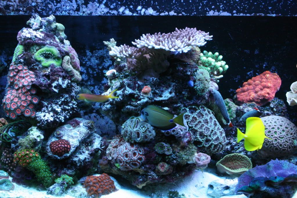 IMG 3510 - Esta's not so mini reef ;)