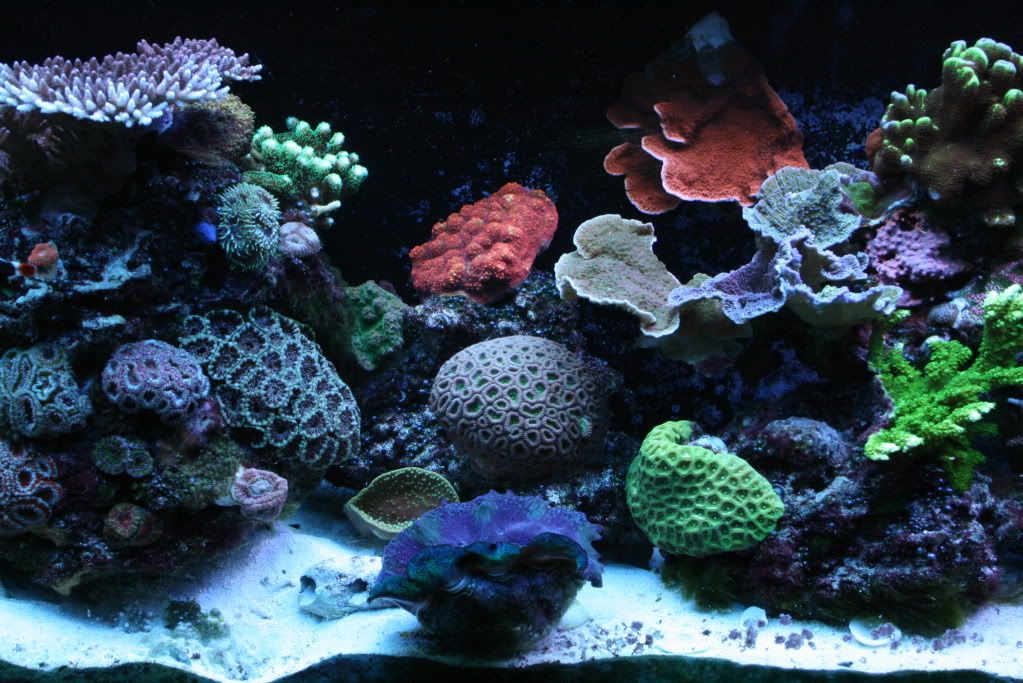 IMG 3513 - Esta's not so mini reef ;)