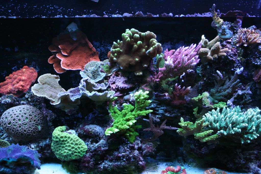 IMG 3515 - Esta's not so mini reef ;)