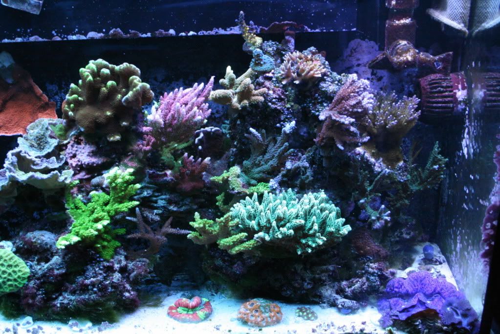 IMG 3518 - Esta's not so mini reef ;)