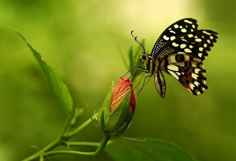 butterfly.jpg 