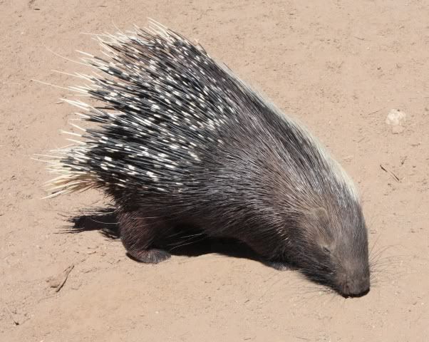 porcupine photo: porcupine IMG_3033.jpg