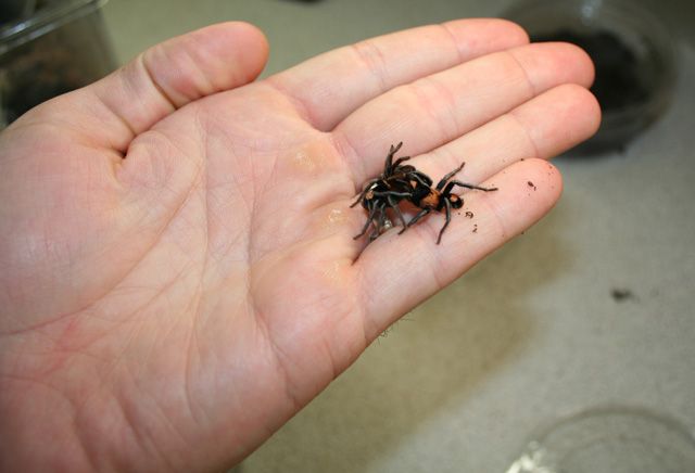 IMAGE: http://i246.photobucket.com/albums/gg85/tarantulacanada/studio/IMG_0350_zps8404e21e.jpg