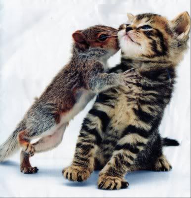 kittenandsquirrel.jpg