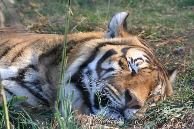 bengal-tiger-sleeping.jpg