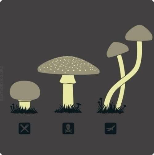 tipos de cogumelos