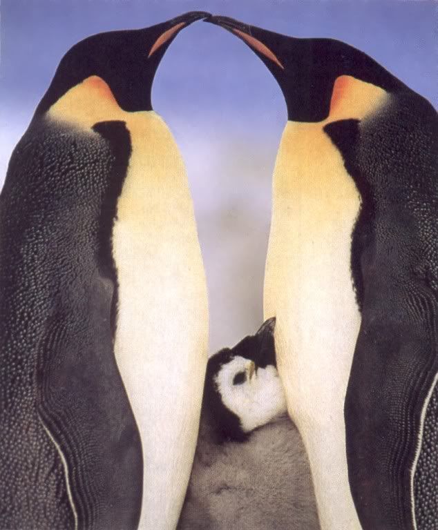 Love Pictures, Images and Photos