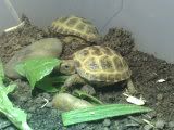 Torts011.jpg